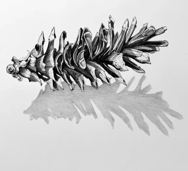 Big White Pine Cone, 18x24, kohinoor pencil on bristol,