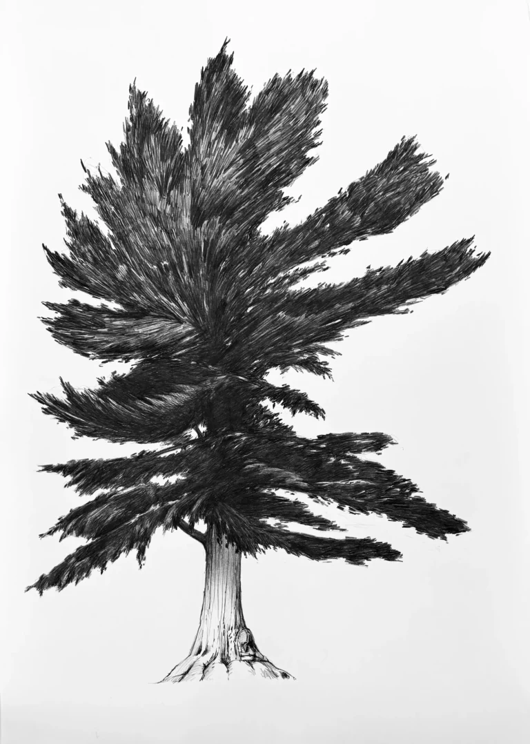 Eastern White Pine, 30x40 kohinoor pencil on bristol,