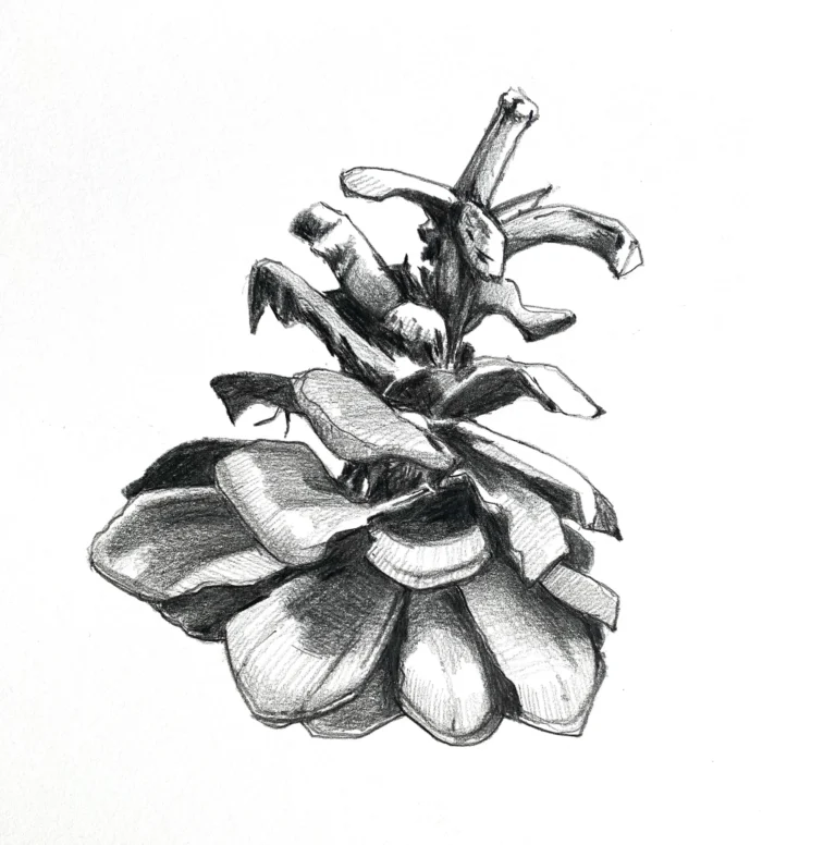 Lodgepole Cone, 9x12 kohinoor pencil on bristol,