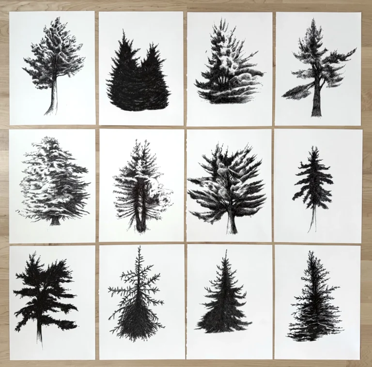 Pine, Spruce & Hemlock, 11x14 each, pen on brsitol,