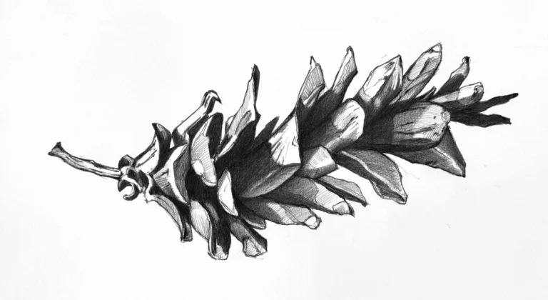 White Pine Cone, 12x16 kohinoor pencil on brsitol,